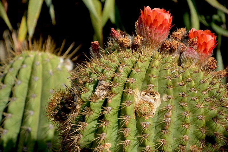 Succulente fiorite , nel parco botanico Ravino / Photo©Silvana Matozza