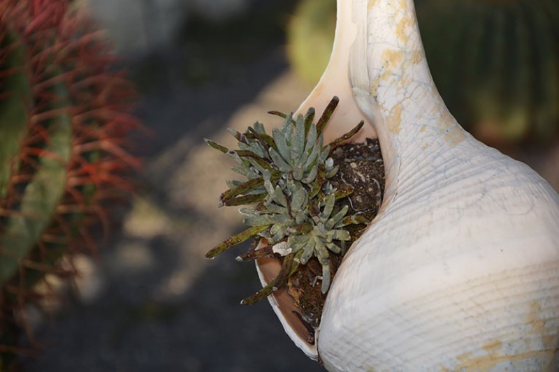 Conchiglia con piccole piante grasse / Photo©Silvana Matozza