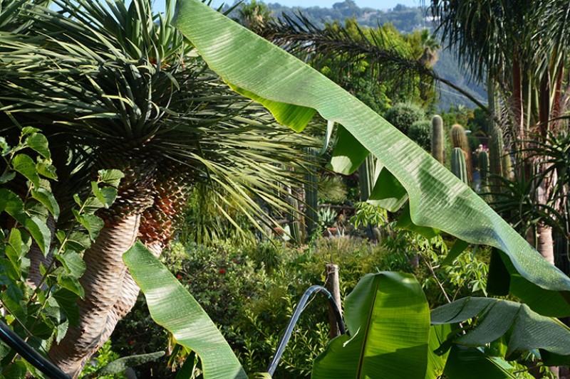 Una suggestiva veduta del Giardino tropicale e mediterraneo / Photo©Silvana Matozza