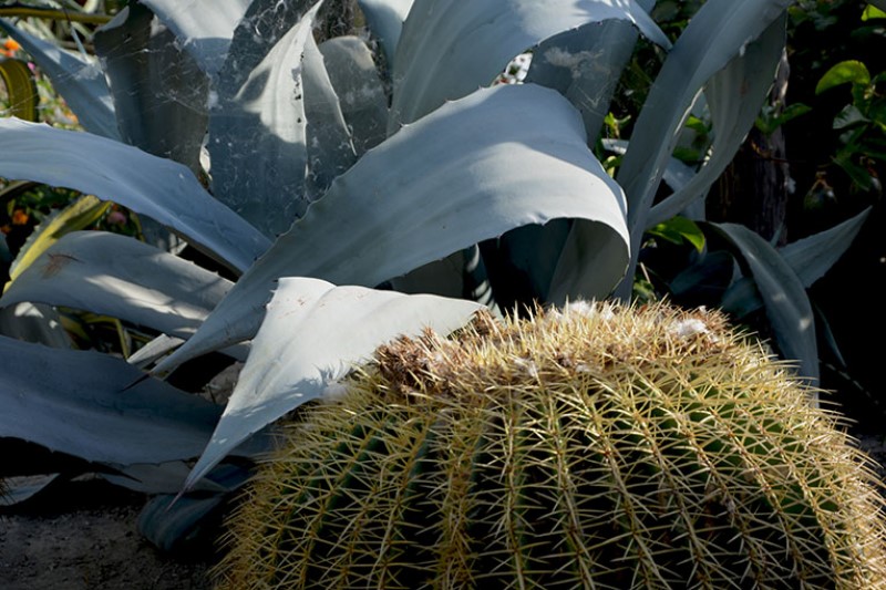 Agavaceae e cactaceae  / PhotoSilvana Matozza