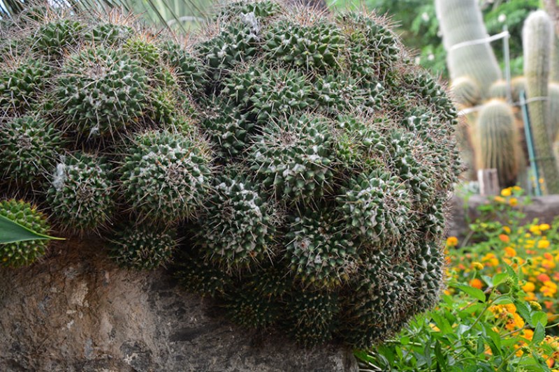 Tubercoli di Mammilaria Prolifera. Giardini Ravino / Photo©Silvana Matozza