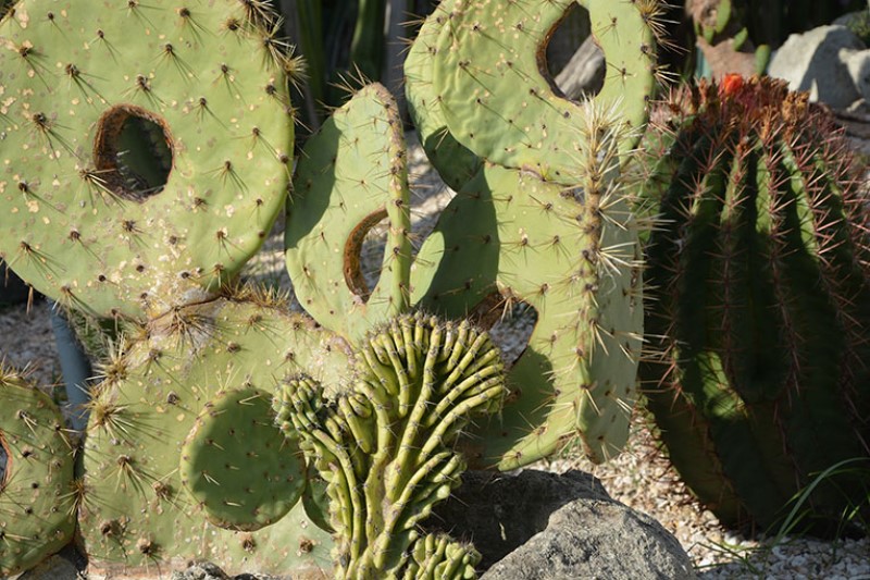 Cactus come un'opera di scultura / Photo©Silvana Matozza