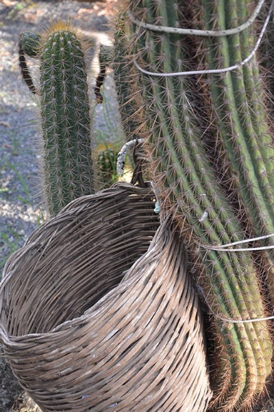 Pianta di cactus con cesto di vimini. Giardini Ravino / Photo©Silvana Matozza