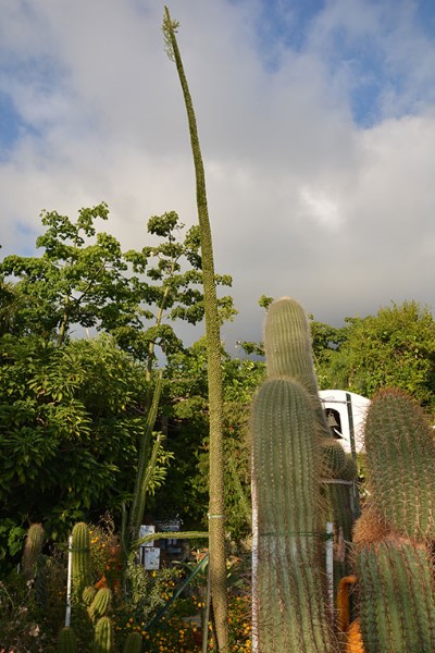 Un alto cactus / Photo©Silvana Matozza