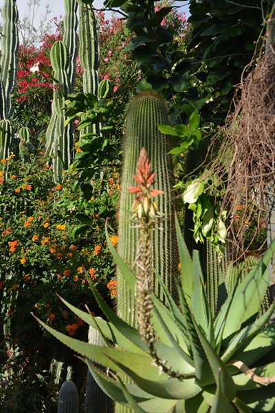 Una suggestiva commistione di piante tropicali  e mediterranee, nei Giardini Ravino / Photo©Silvana Matozza