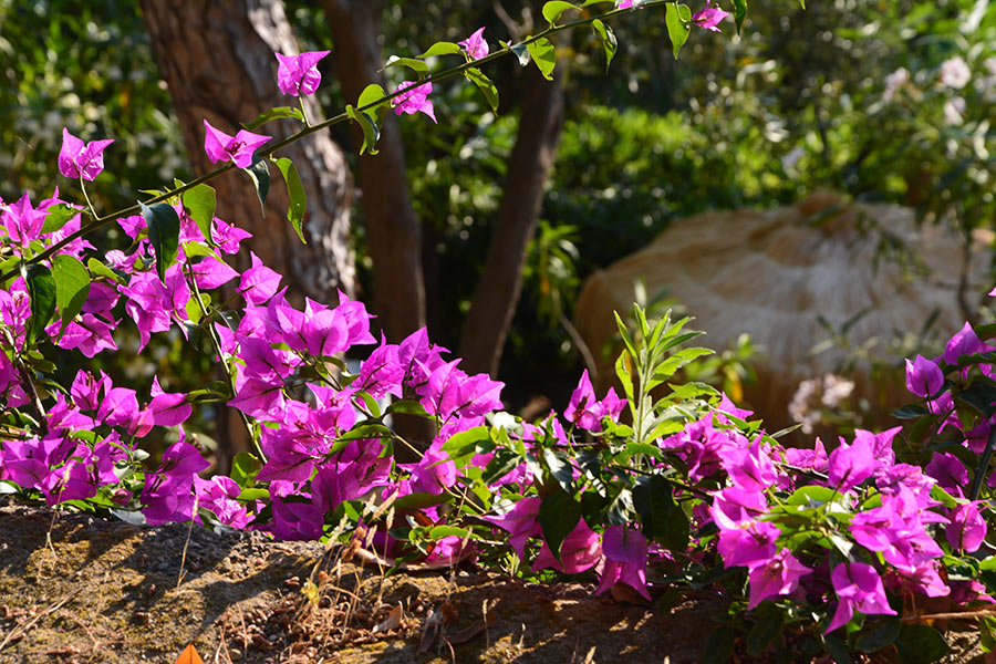 Fiori brillanti di luce / PhotoSilvana Matozza