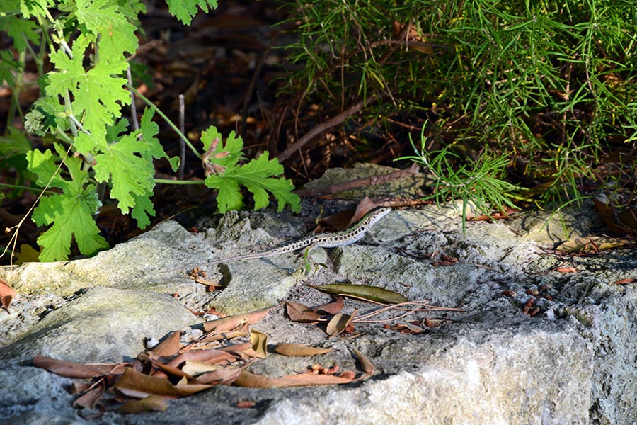 Fauna del parco / PhotoSilvana Matozza