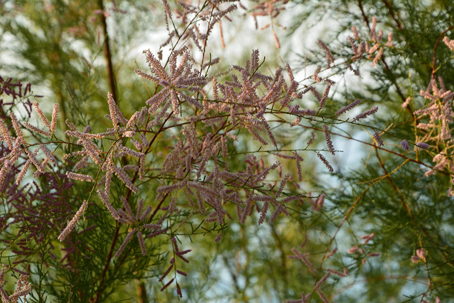 Arbusti fioriti / PhotoSilvana Matozza