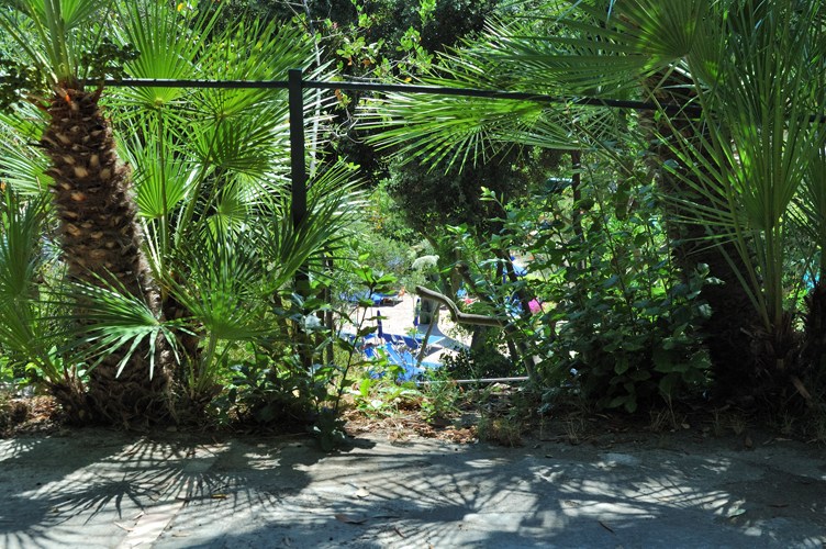 Palme nane. Negombo. Isola d'Ischia / PhotoSilvana Matozza