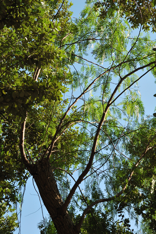 Chioma brillante di un albero sotto il sole. Parco del Negombo / PhotoSilvana Matozza