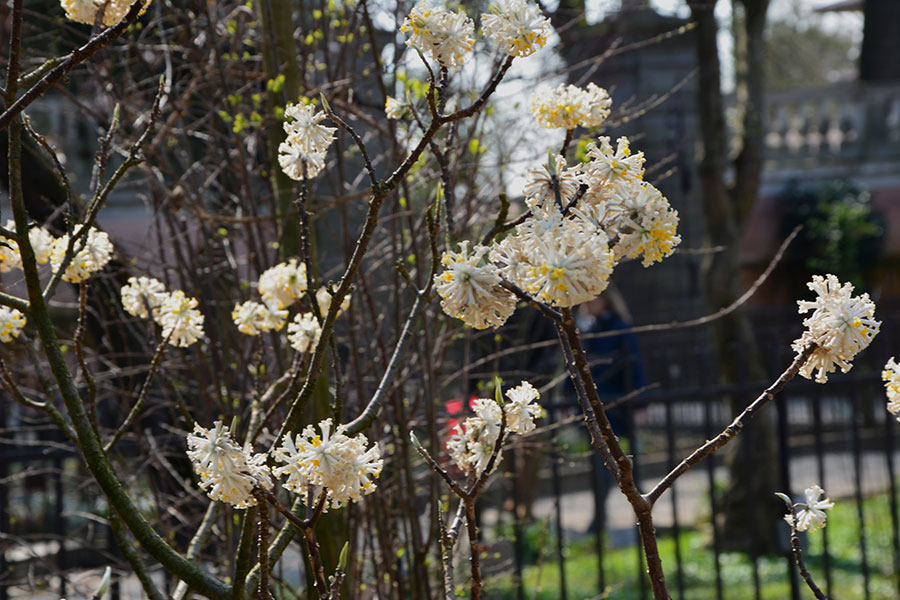 Edgeworthia-chrisantha-lindl./ PhotoSilvana Matozza