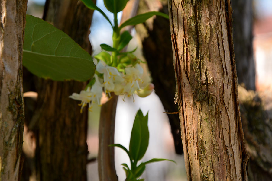 Orto Botanico. Contrasti / PhotoSilvana Matozza