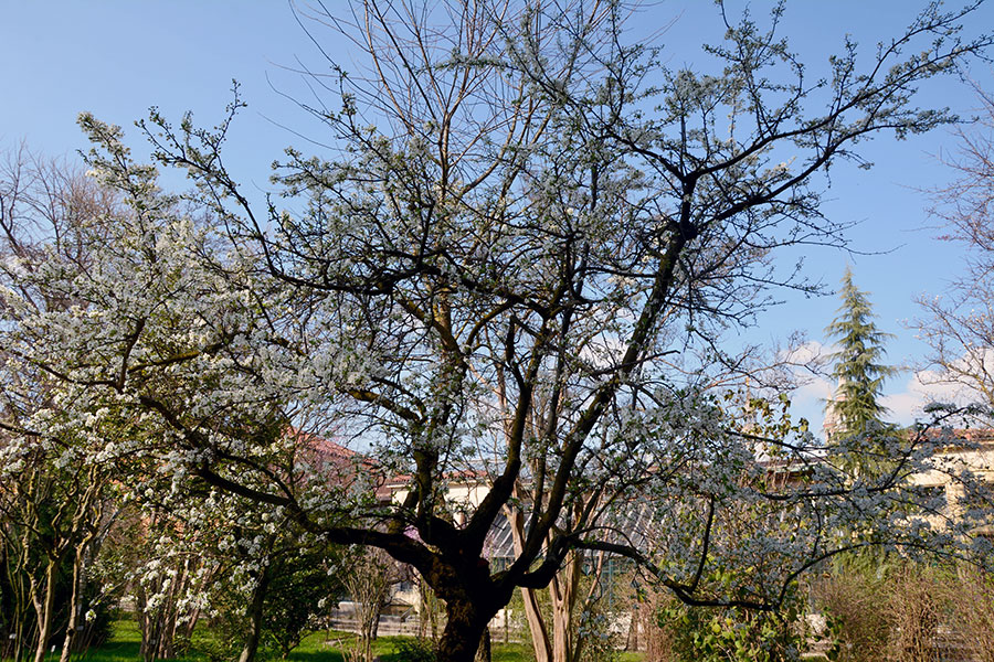 Albero fiorito/ PhotoSilvana Matozza