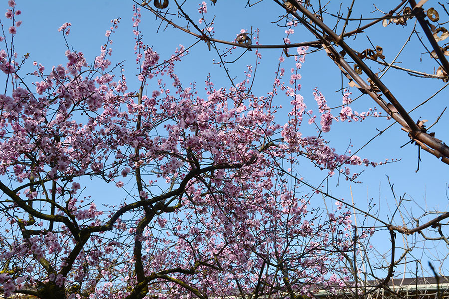 Prugno in fiore / PhotoSilvana Matozza