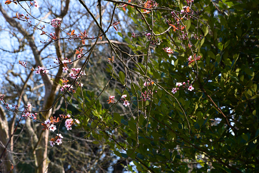 Albero fiorito/ PhotoSilvana Matozza