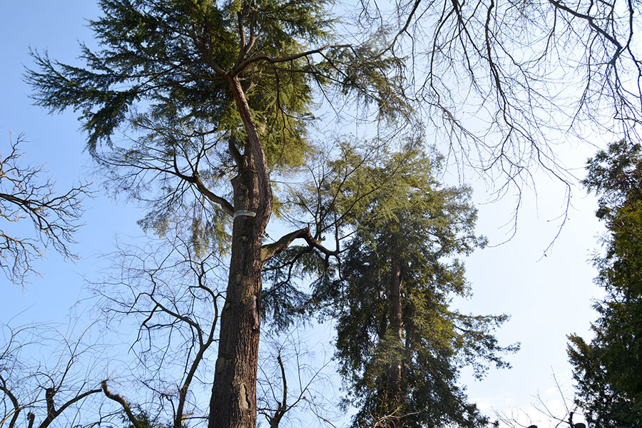 Chiome d'albero svettano verso il cielo./ PhotoSilvana Matozza