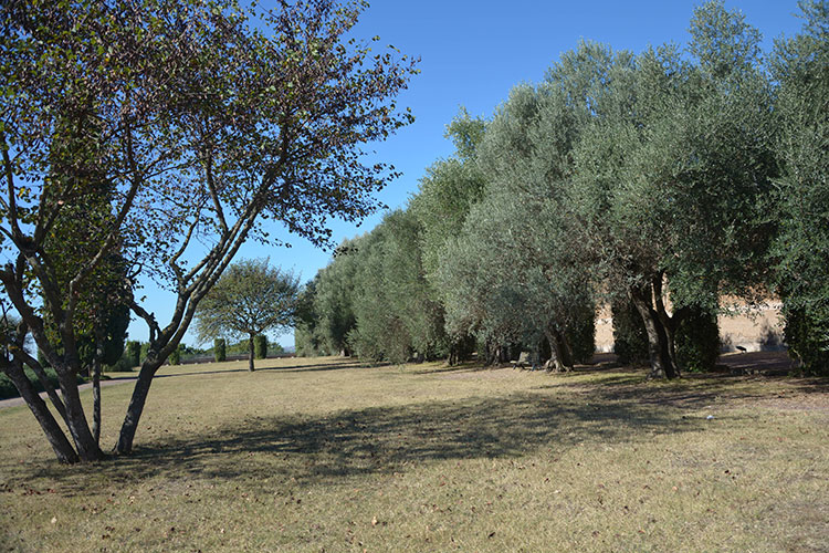 Ulivi e panchine/ PhotoSilvana Matozza, Guido Bonacci