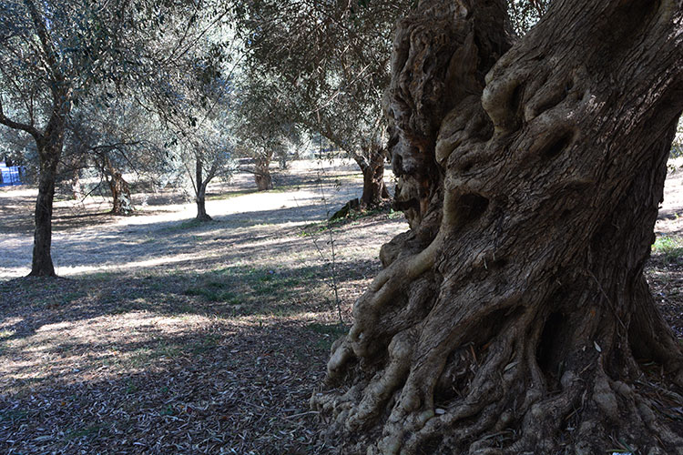 Piante di ulivo / PhotoSilvana Matozza, Guido Bonacci