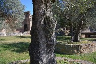 Le  Piccole Terme tra gli alberi / Photo©Silvana Matozza, Guido Bonacci