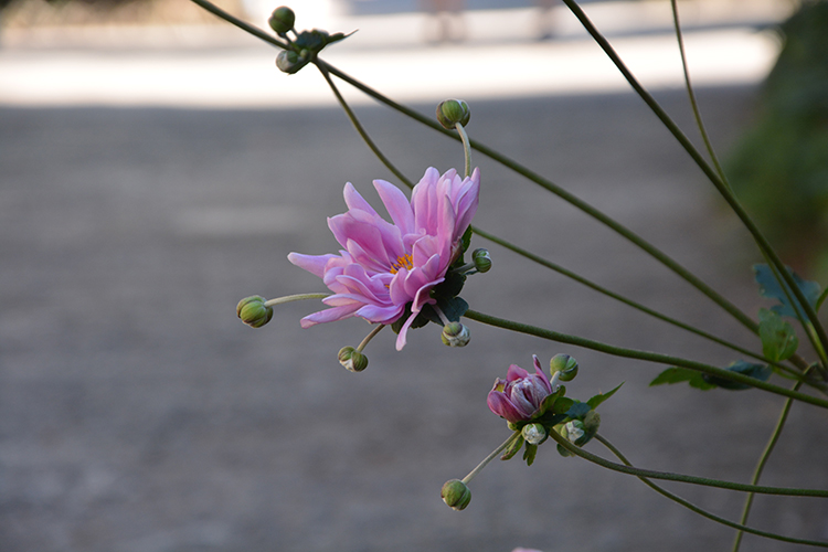 Fiore (1). Giardino di Villa d'Este. Tivoli /  PhotoSilvana Matozza, Guido Bonacci.