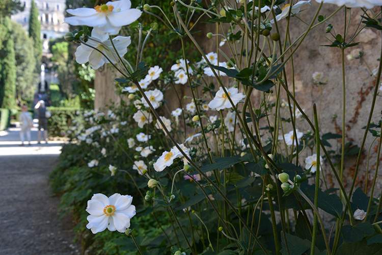  Fiori (2 ). Giardino di Villa d'Este. Tivoli /  PhotoSilvana Matozza, Guido Bonacci.