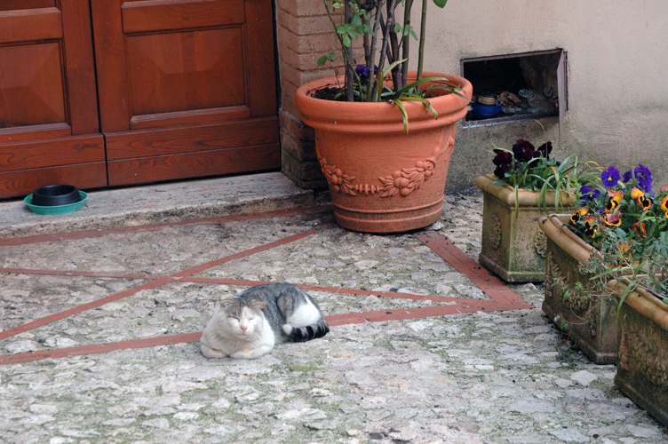 un gatto si riposa fuori dal portone della casa