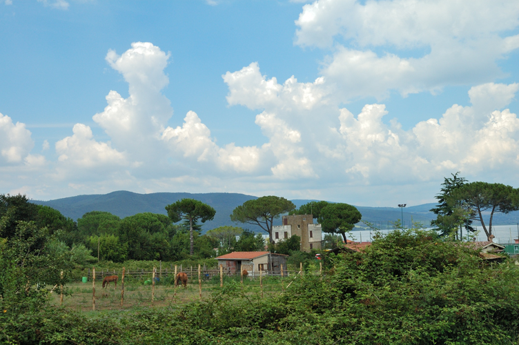 Cavalli vicino al lago di Bracciano