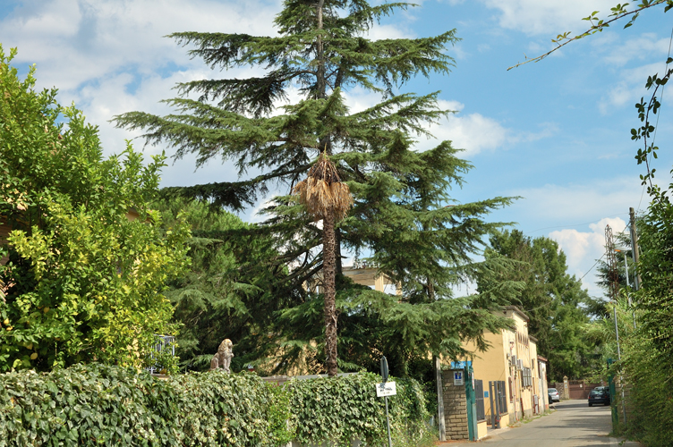 insolita statua lungo il viale