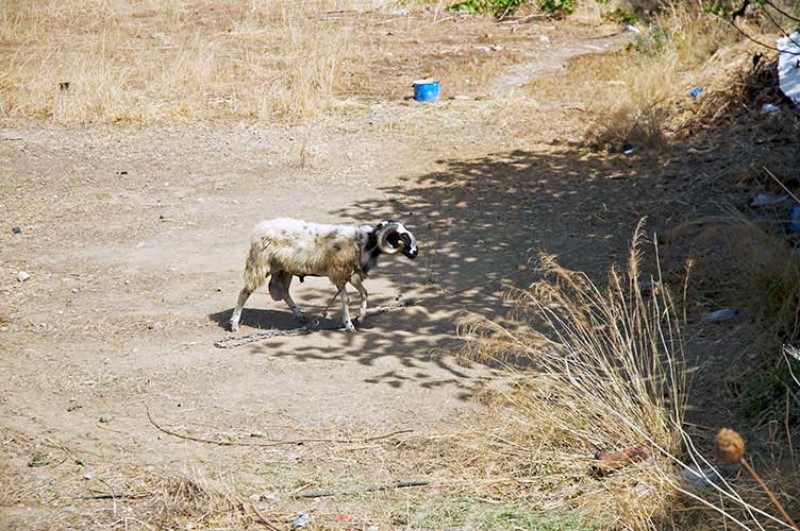 Piiccola capra cretese. A cretan goat / Photo: Silvana Matozza