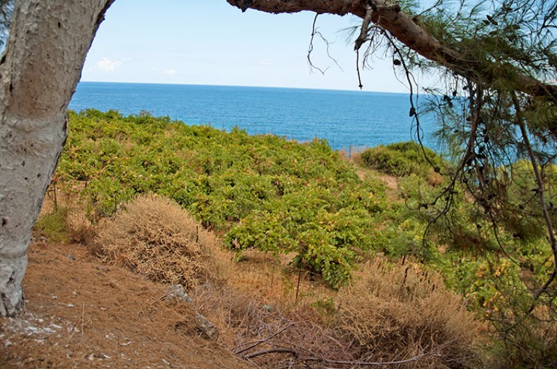 Vigneto sopra la baia di Kolymbari.