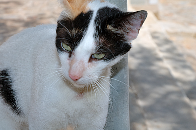 ../Images/Un_gatto_socievole_a_Rethymno.Creta.Grecia.jpg