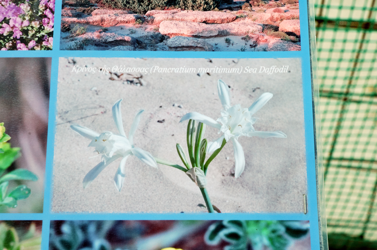 ../Images/Pancratium_maritimum.Sea-Daffodil.jpg