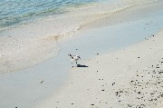 Thumbs/tn_A_baby_bird.Yellow-legged Gull.jpg