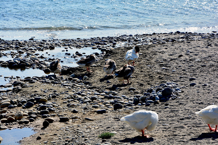 Oche sulla spiaggia / PhotoSilvana Matozza, Guido Bonacci