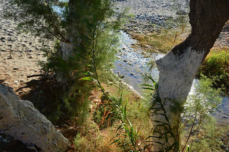 Ruscello tra gli alberi / PhotoSilvana Matozza, Guido Bonacci