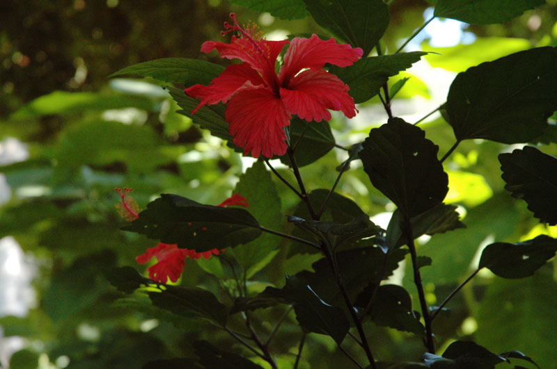 fiore. geo photo di Silvana Matozza e Guido Bonacci