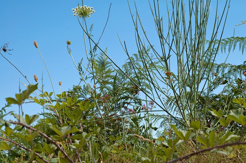 Verdeggiante vegetazion, in controluce,  sul vulcano dell'sola d'Ischia. Italy