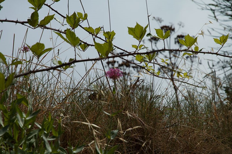 Fiore spontaneo. Vulcano Epomeo. Isola d'Ischia.