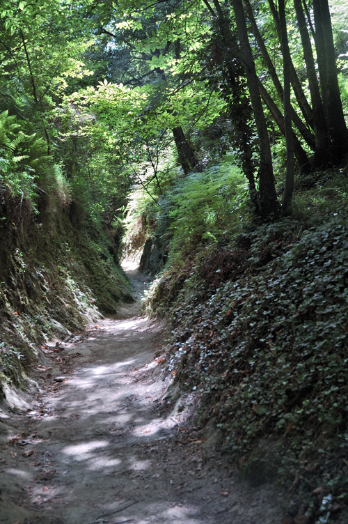 ../Images/sentiero_nel_bosco-Epomeo.Isolo_d'Ischia.jpg