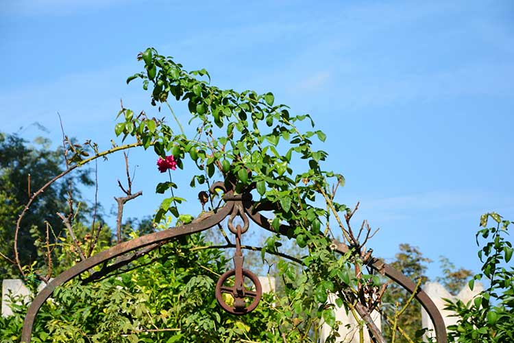 ../Images/Particolare-del-pozzo.Giardino-Museo.jpg